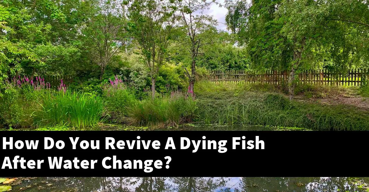 How Do You Revive A Dying Fish After Water Change?