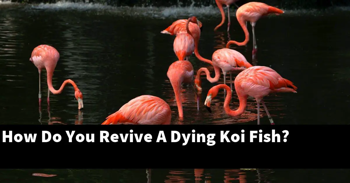 How Do You Revive A Dying Koi Fish?