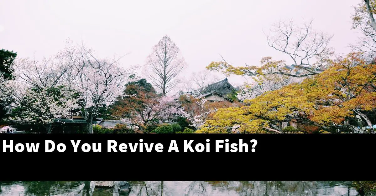 How Do You Revive A Koi Fish?
