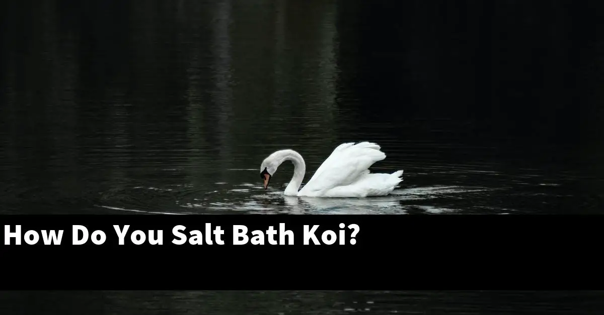 How Do You Salt Bath Koi?