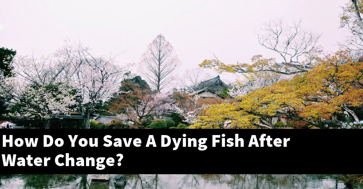 How Do You Save A Dying Fish After Water Change?