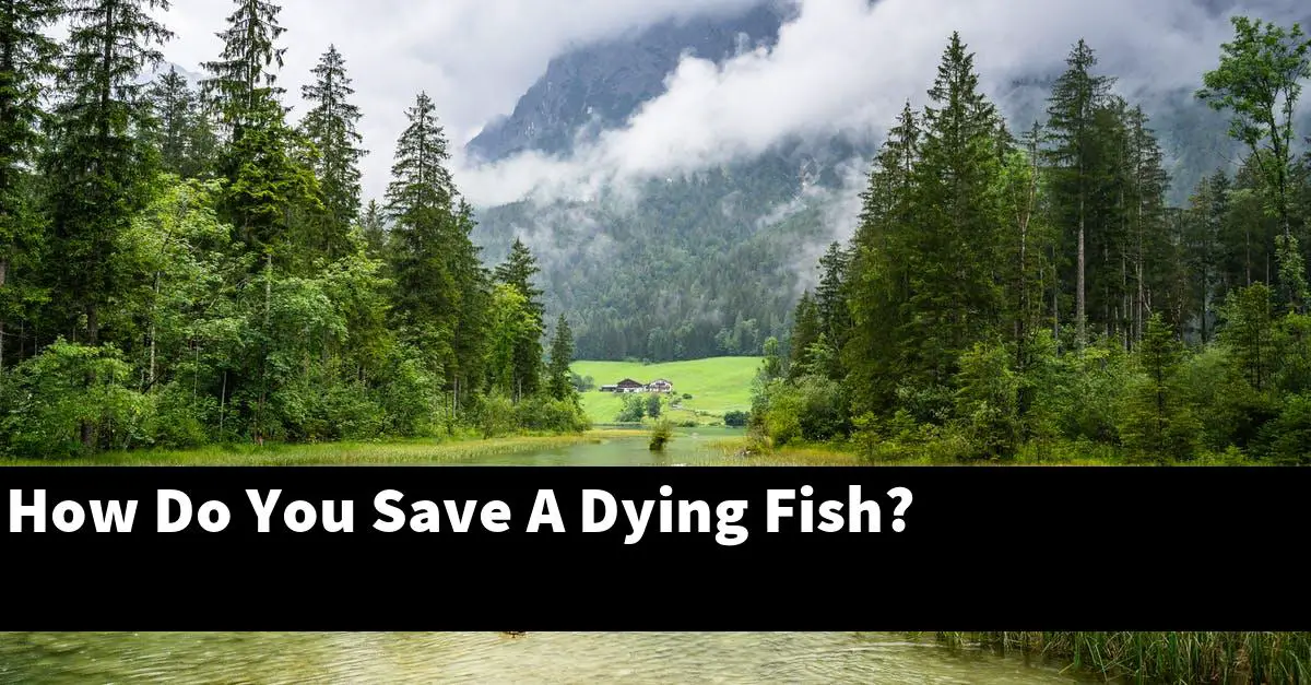 How Do You Save A Dying Fish?
