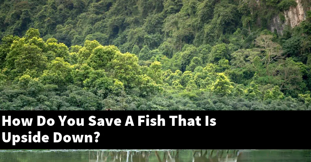 How Do You Save A Fish That Is Upside Down?