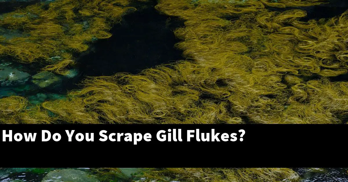 How Do You Scrape Gill Flukes?