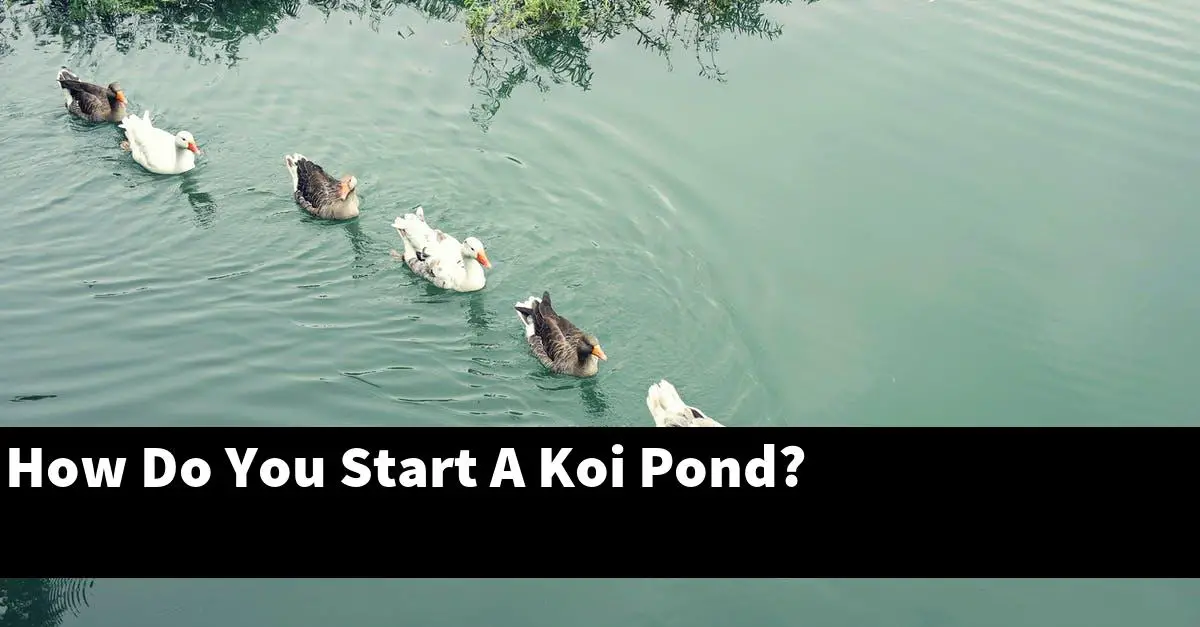 How Do You Start A Koi Pond?