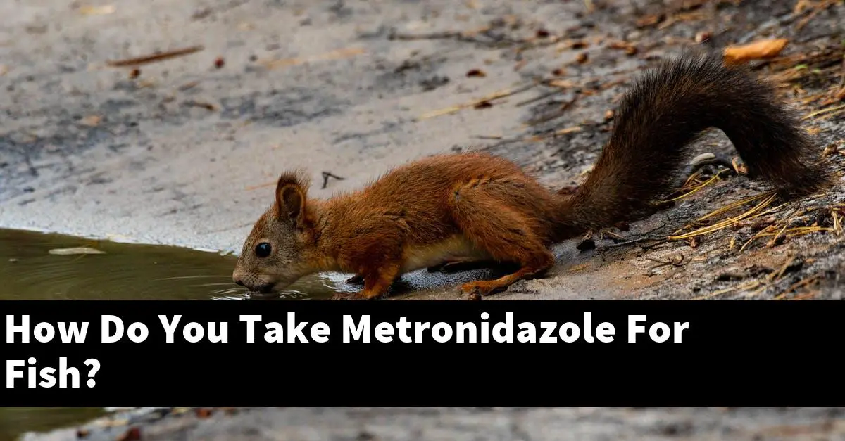 How Do You Take Metronidazole For Fish?