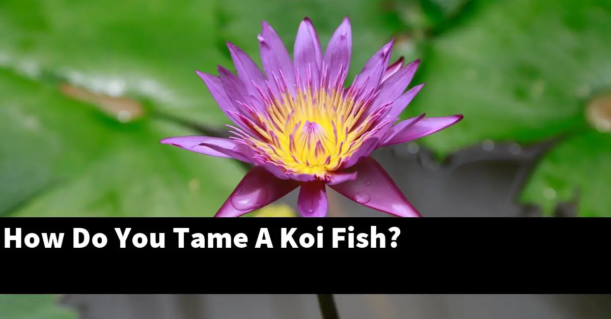 How Do You Tame A Koi Fish?