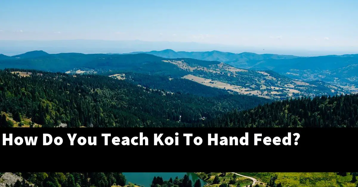 How Do You Teach Koi To Hand Feed?