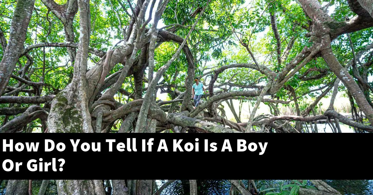 How Do You Tell If A Koi Is A Boy Or Girl?