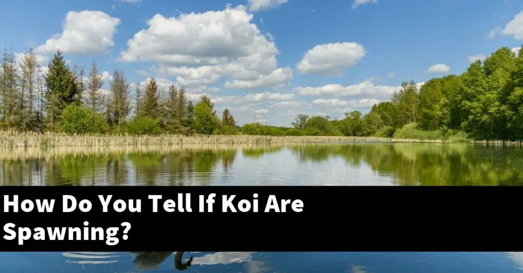 How Do You Tell If Koi Are Spawning 2024 Guide Gold Koi Fish   How Do You Tell If Koi Are Spawning 1024x535 