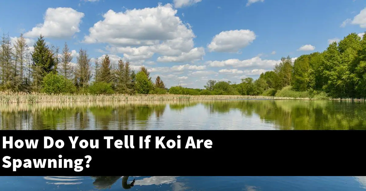 How Do You Tell If Koi Are Spawning?