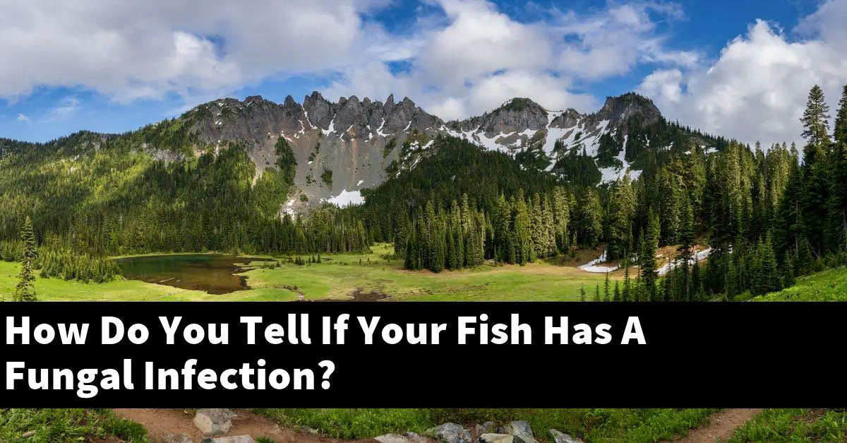 How Do You Tell If Your Fish Has A Fungal Infection?
