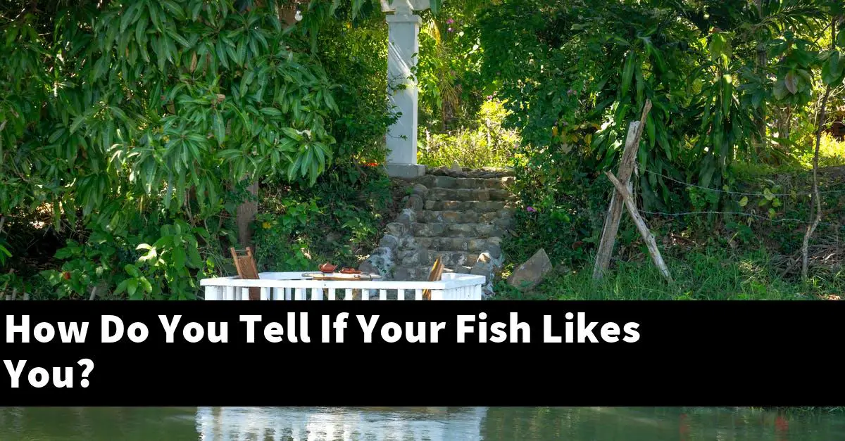 How Do You Tell If Your Fish Likes You?