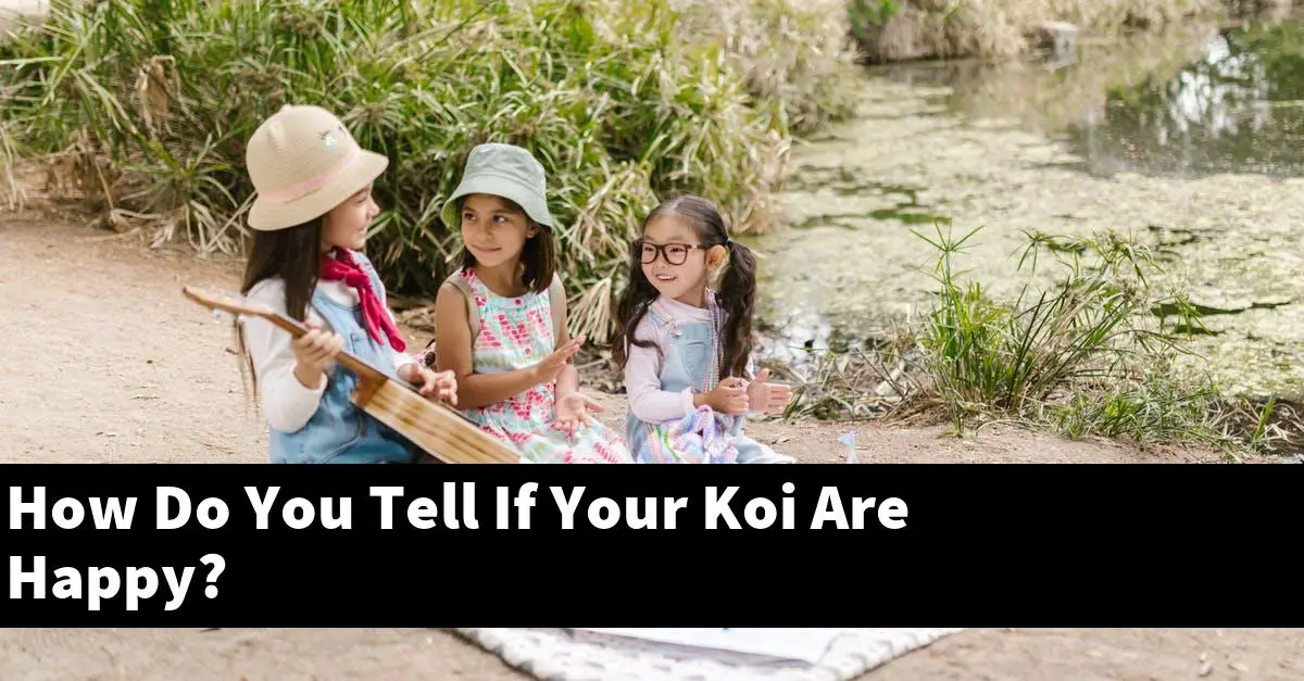 How Do You Tell If Your Koi Are Happy?