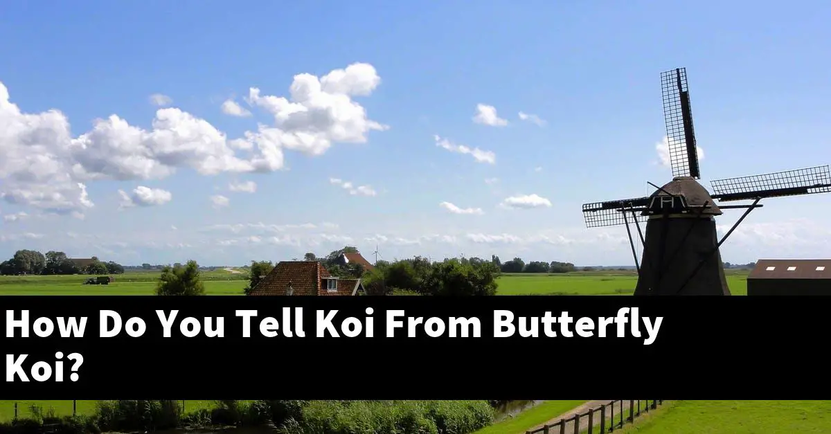 How Do You Tell Koi From Butterfly Koi?