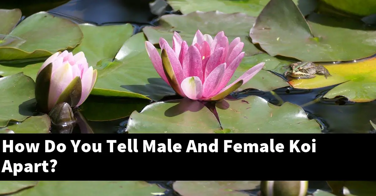 How Do You Tell Male And Female Koi Apart?