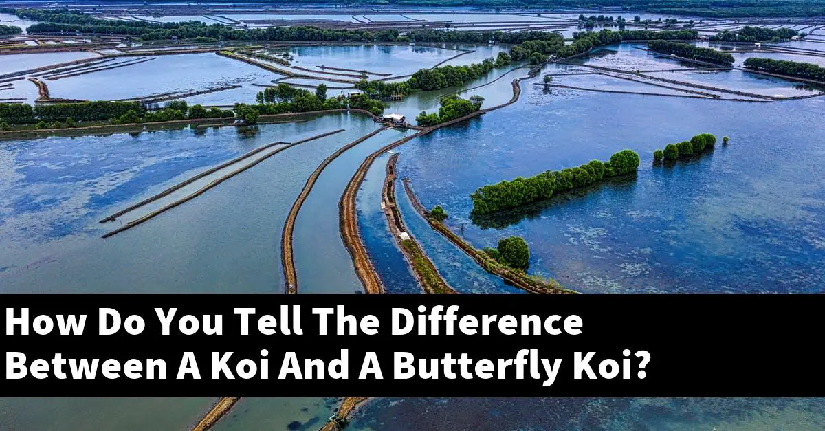 How Do You Tell The Difference Between A Koi And A Butterfly Koi?