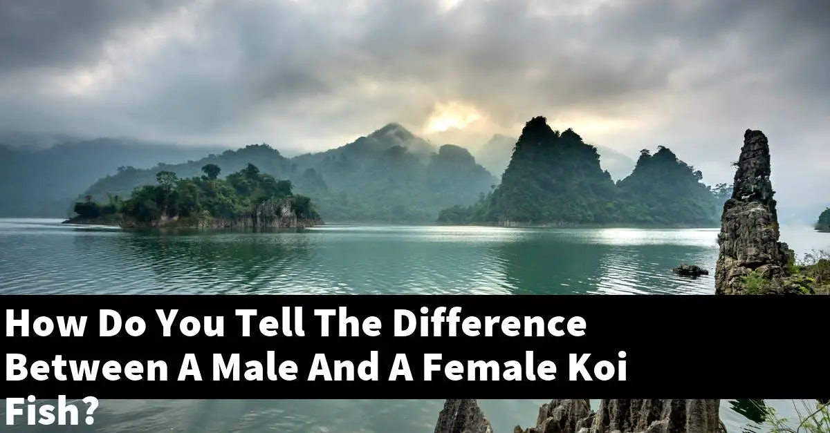 How Do You Tell The Difference Between A Male And A Female Koi Fish?