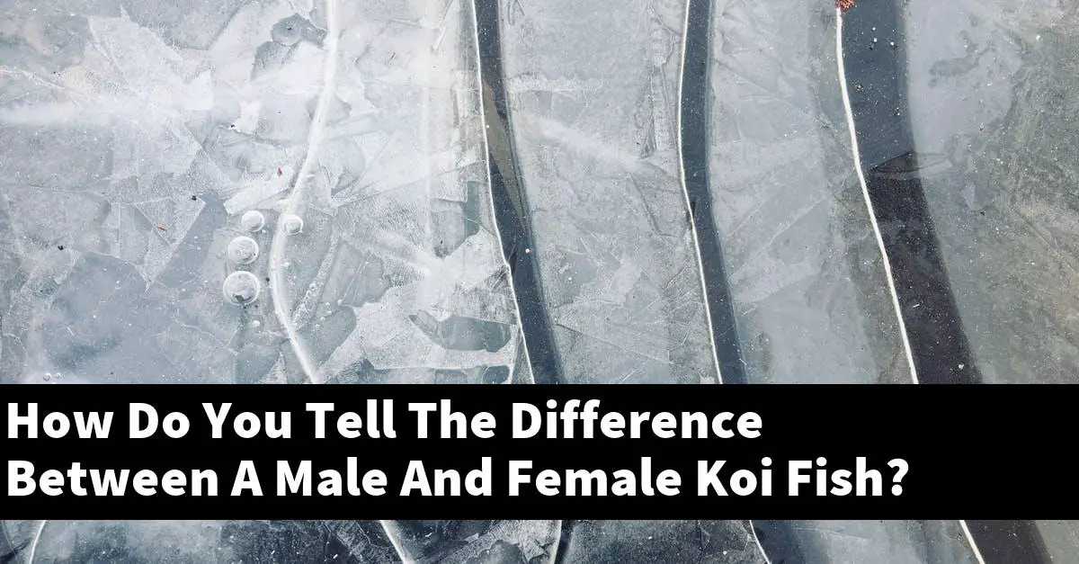 How Do You Tell The Difference Between A Male And Female Koi Fish?