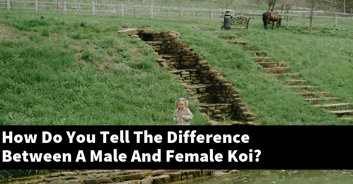 How Do You Tell The Difference Between A Male And Female Koi?