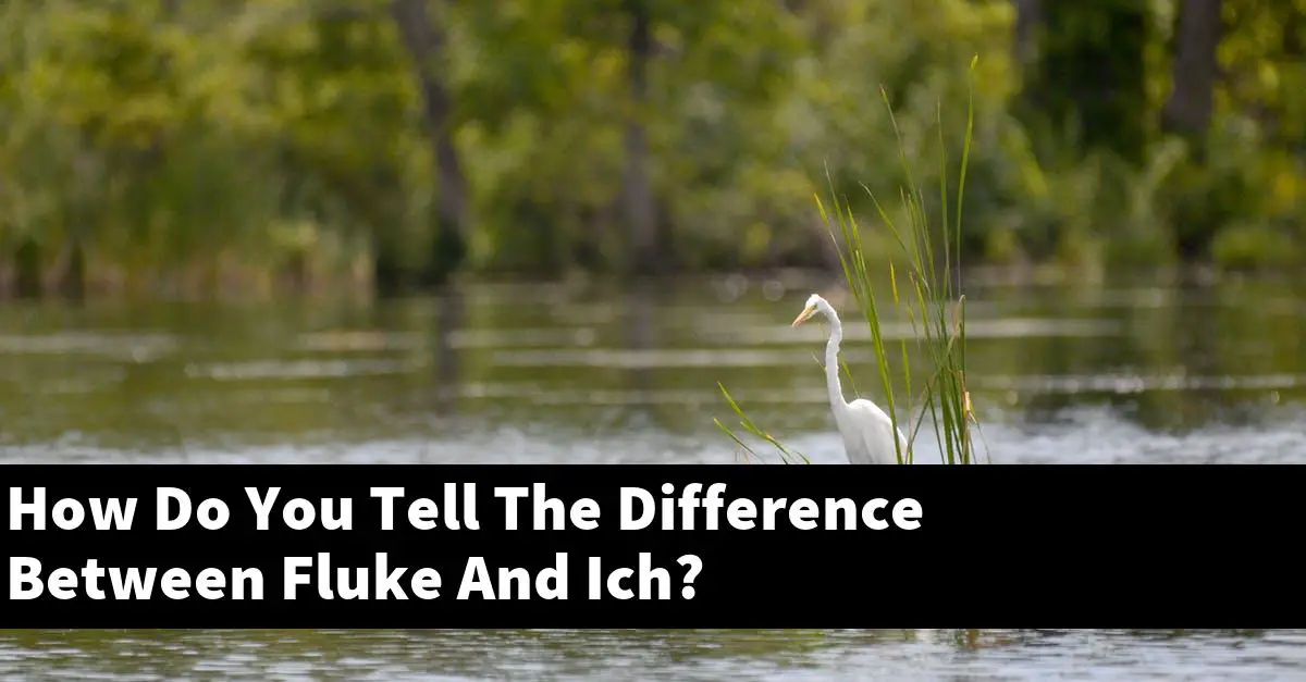 How Do You Tell The Difference Between Fluke And Ich?