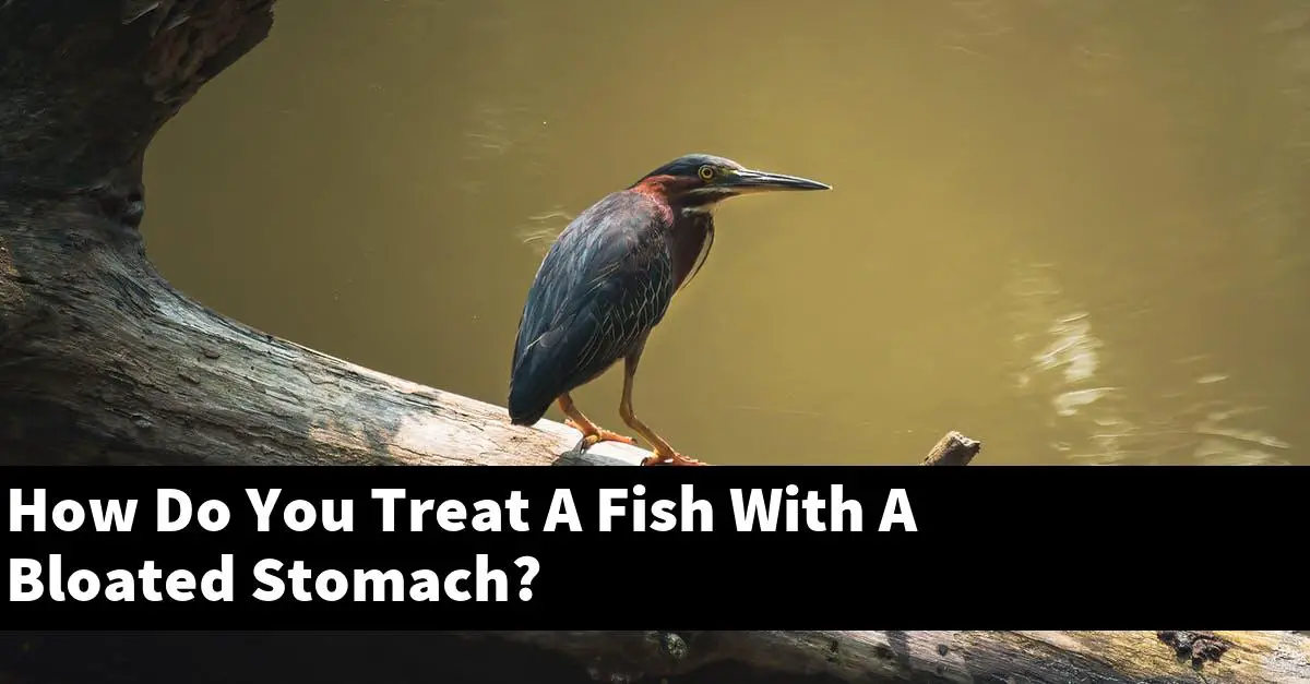 How Do You Treat A Fish With A Bloated Stomach?