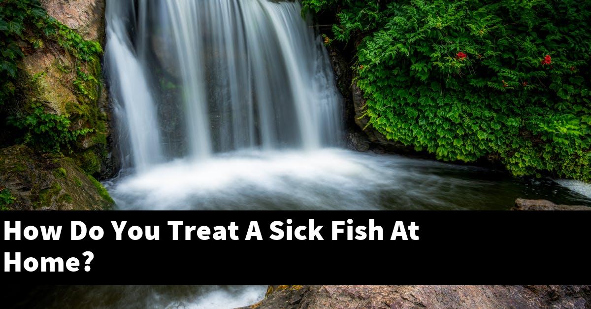 How Do You Treat A Sick Fish At Home?