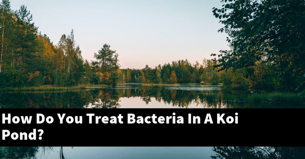Picture of How Do You Treat Bacteria In A Koi Pond? [2026 Guide] - Gold Koi Fish