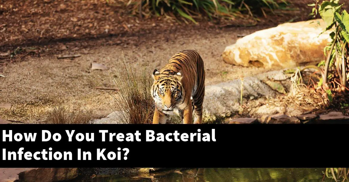 How Do You Treat Bacterial Infection In Koi?