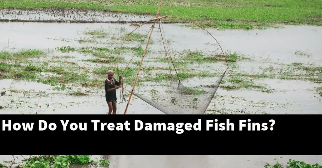 How Do You Treat Damaged Fish Fins? [2024 Guide] Gold Koi Fish
