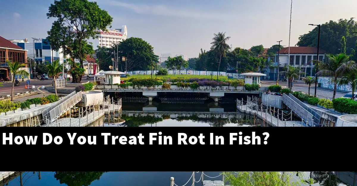 How Do You Treat Fin Rot In Fish?