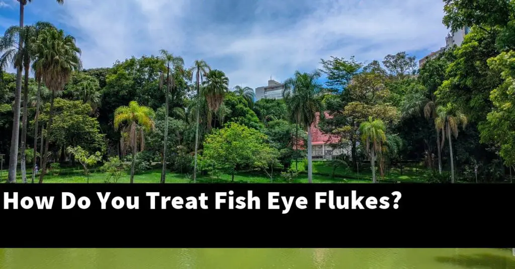 How Do You Treat Fish Eye Flukes? [2024 Guide] Gold Koi Fish