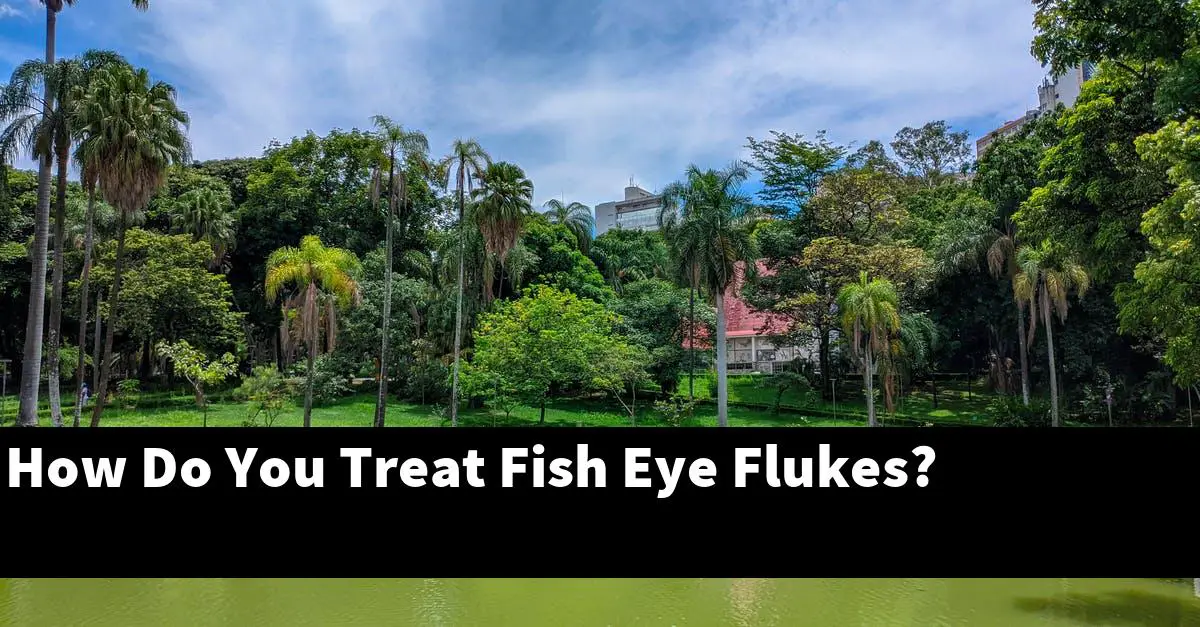 How Do You Treat Fish Eye Flukes?