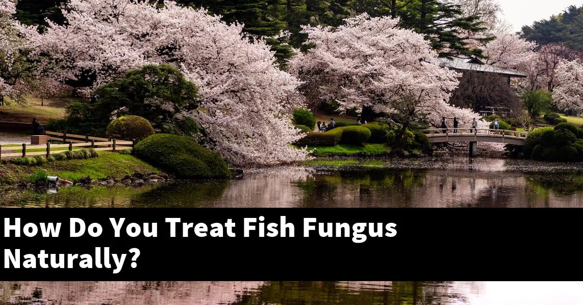 How Do You Treat Fish Fungus Naturally?