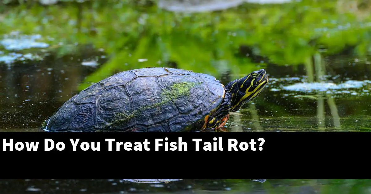 How Do You Treat Fish Tail Rot?