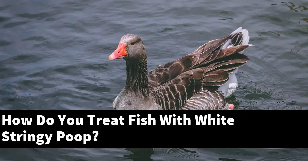 How Do You Treat Fish With White Stringy Poop?