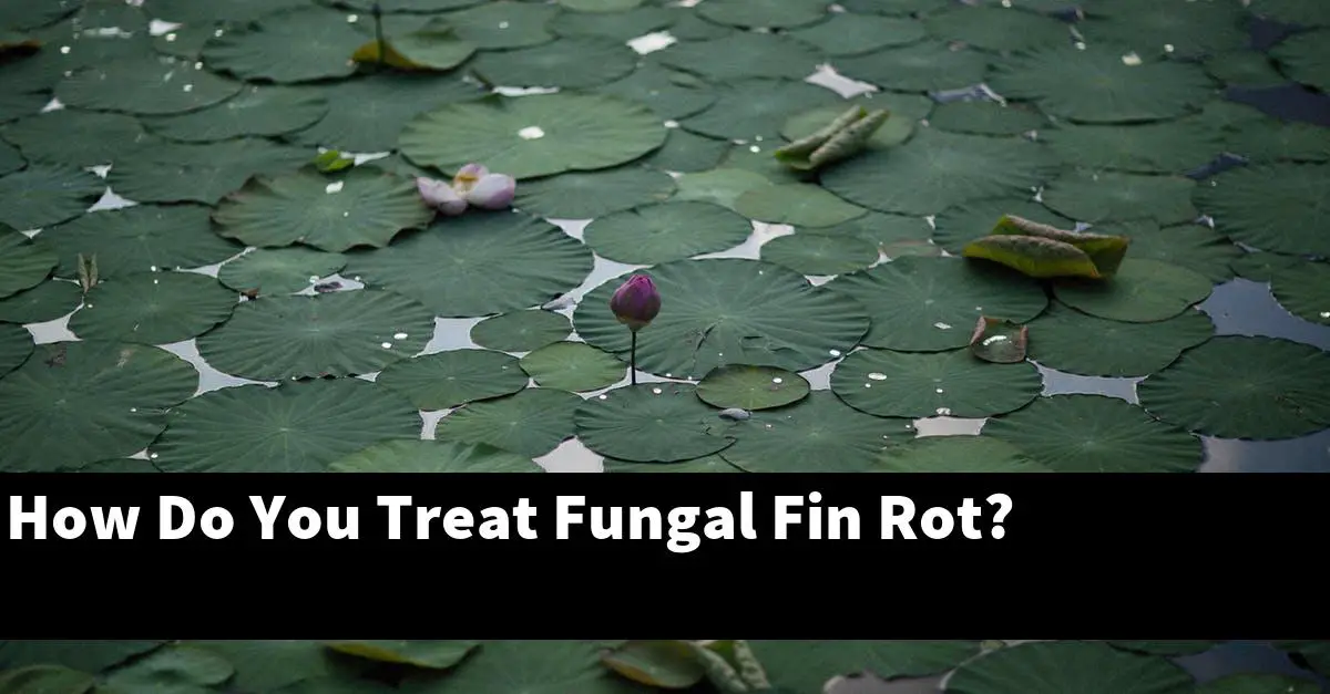 How Do You Treat Fungal Fin Rot?