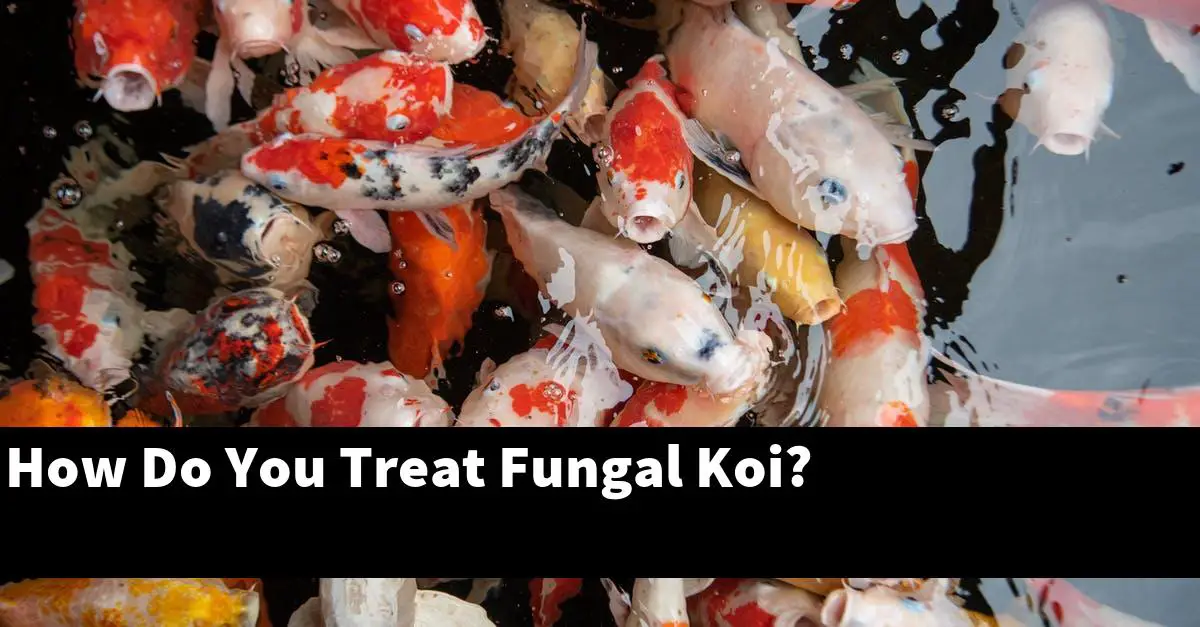How Do You Treat Fungal Koi?