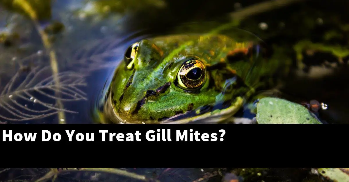 How Do You Treat Gill Mites?