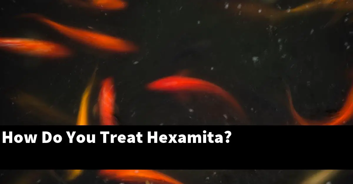 How Do You Treat Hexamita?