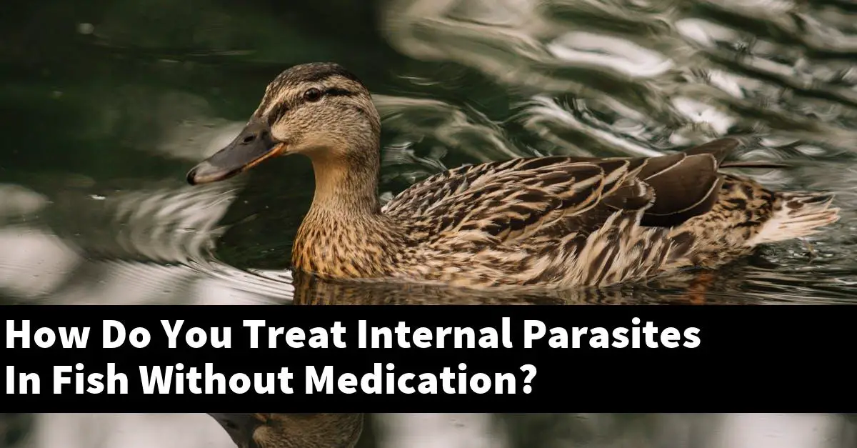 How Do You Treat Internal Parasites In Fish Without Medication?