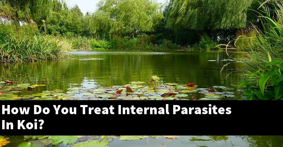 How Do You Treat Internal Parasites In Koi?