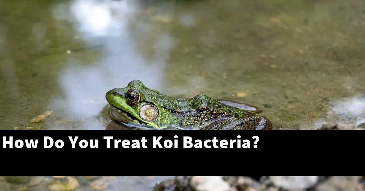 How Do You Treat Koi Bacteria?