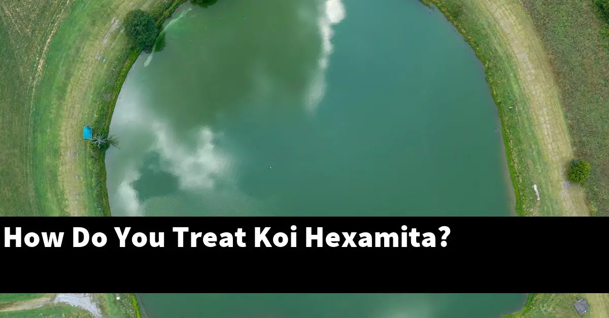 How Do You Treat Koi Hexamita?
