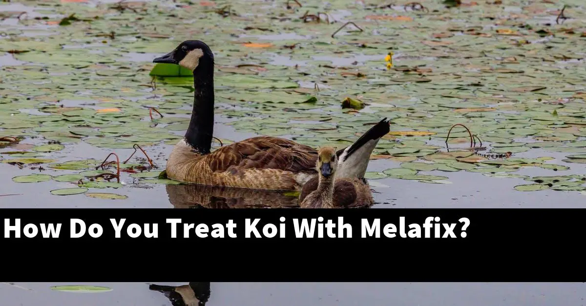 How Do You Treat Koi With Melafix?