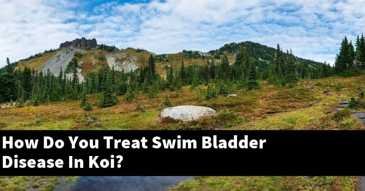 How Do You Treat Swim Bladder Disease In Koi?