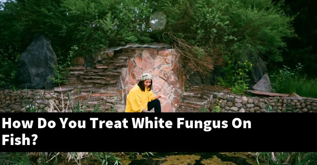 How Do You Treat White Fungus On Fish? [2024 Guide] Gold Koi Fish