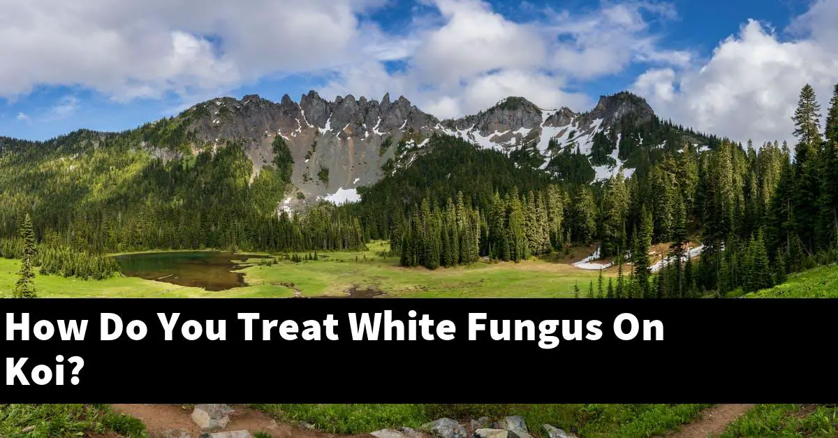 How Do You Treat White Fungus On Koi?