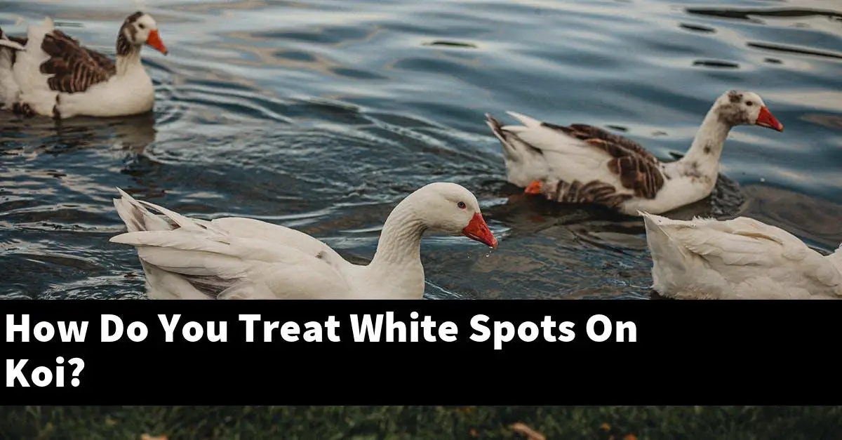 How Do You Treat White Spots On Koi?