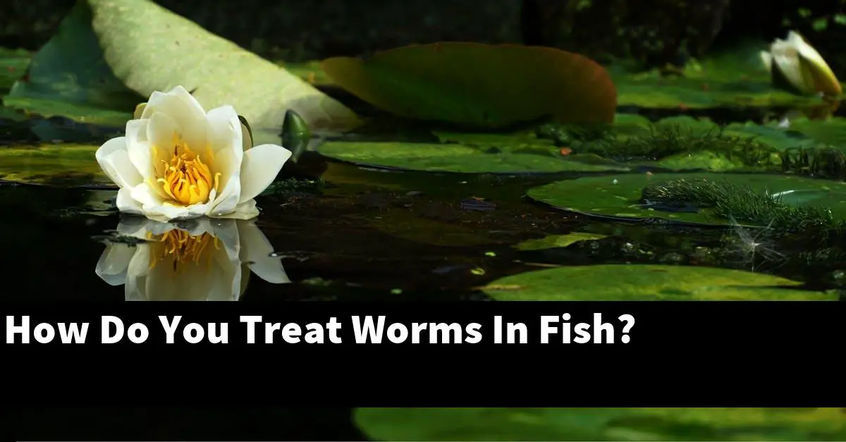 How Do You Treat Worms In Fish?